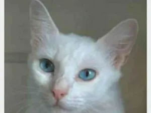 Gato raça srd idade 2 a 6 meses nome MAITÊ 