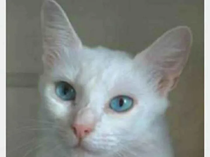Gato ra a srd idade 2 a 6 meses nome MAITÊ 
