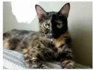 Gato raça srd escaminha  idade 3 anos nome MEG
