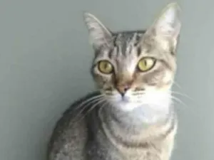 Gato raça srd tigradinha  idade 2 anos nome NALA