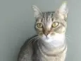 NALA