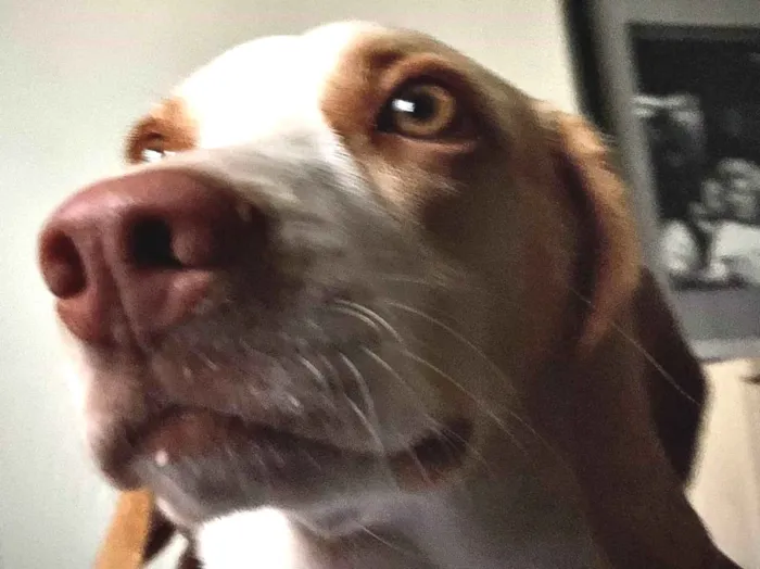 Cachorro ra a Beagle idade 4 anos nome Baguela