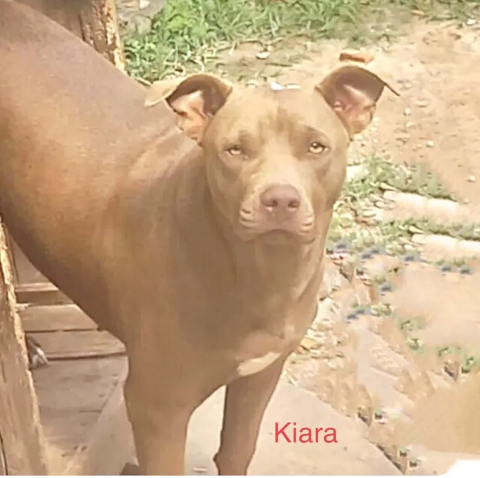 Cachorro ra a Pit-Bull idade 2 anos nome Kiara
