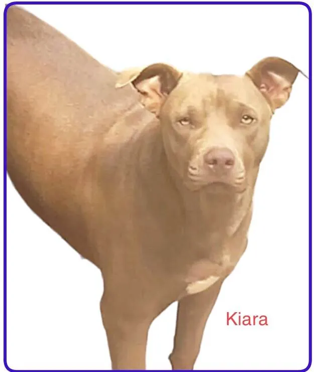 Cachorro ra a Pit-Bull idade 2 anos nome Kiara