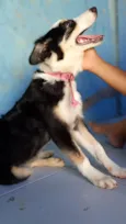 Maya