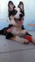 Maya