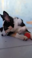 Maya