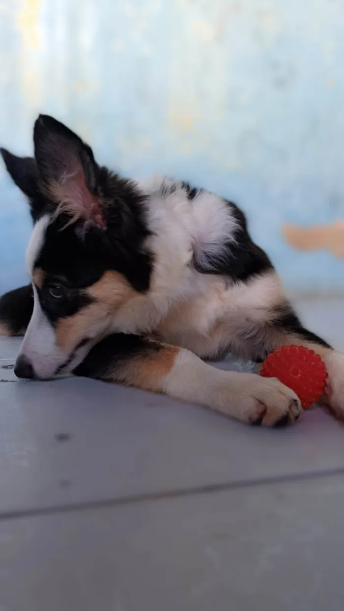 Cachorro ra a Border collie  idade 2 a 6 meses nome Maya