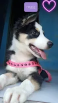 Maya