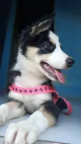 Maya