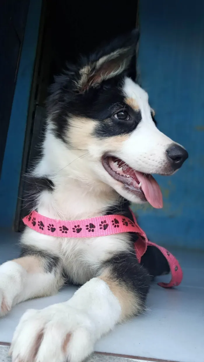Cachorro ra a Border collie  idade 2 a 6 meses nome Maya