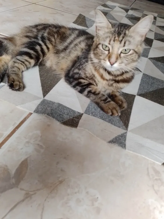 Gato ra a Não sei  idade 1 ano nome Nina 