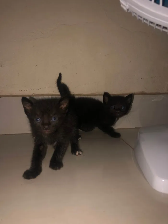 Gato raça SRD idade Abaixo de 2 meses nome Ainda sem nomes