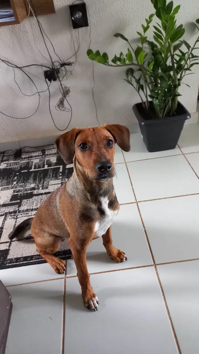 Cachorro ra a Vira lata idade 7 a 11 meses nome Jully