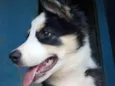Maya