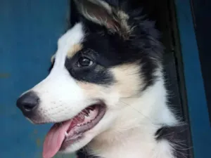 Cachorro raça Border collie  idade 2 a 6 meses nome Maya