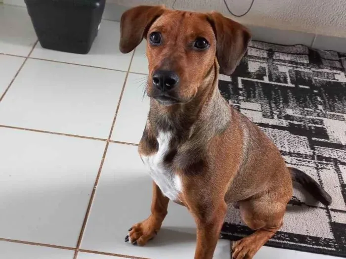 Cachorro ra a Vira lata idade 7 a 11 meses nome Jully