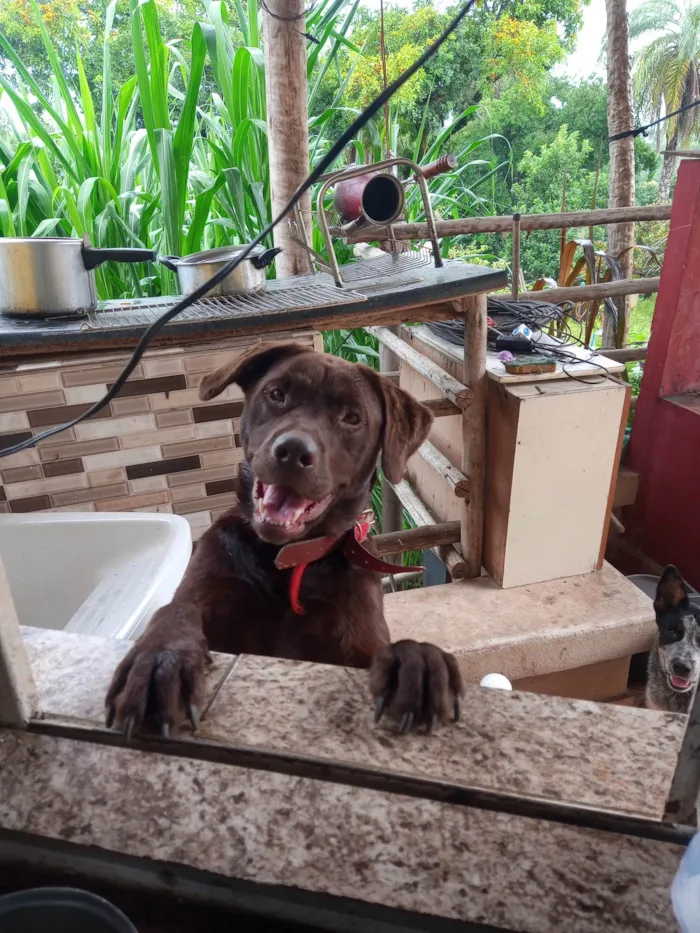 Cachorro ra a Labrador idade 2 anos nome Morena 