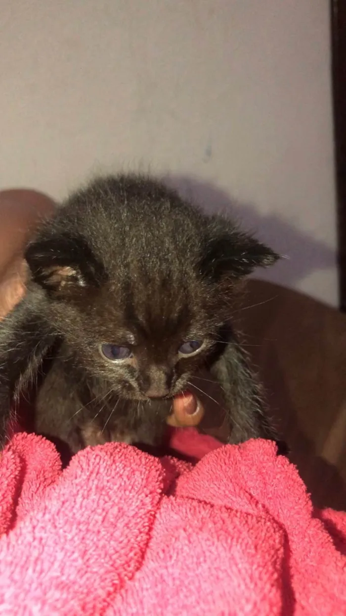 Gato raça SRD idade Abaixo de 2 meses nome Ainda sem nomes