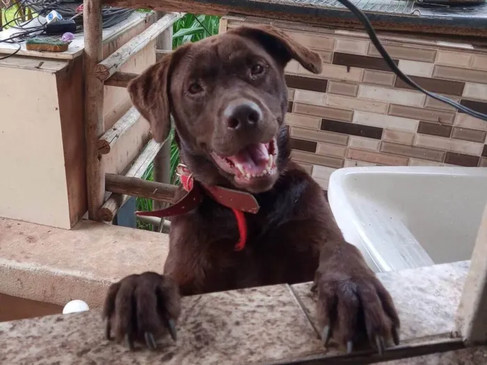 Cachorro ra a Labrador idade 2 anos nome Morena 