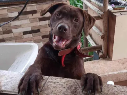 Cachorro raça Labrador idade 2 anos nome Morena 