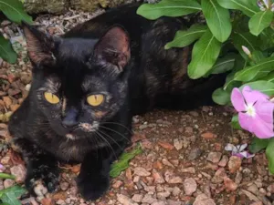 Gato raça SRD-ViraLata idade 7 a 11 meses nome ESPERANÇA