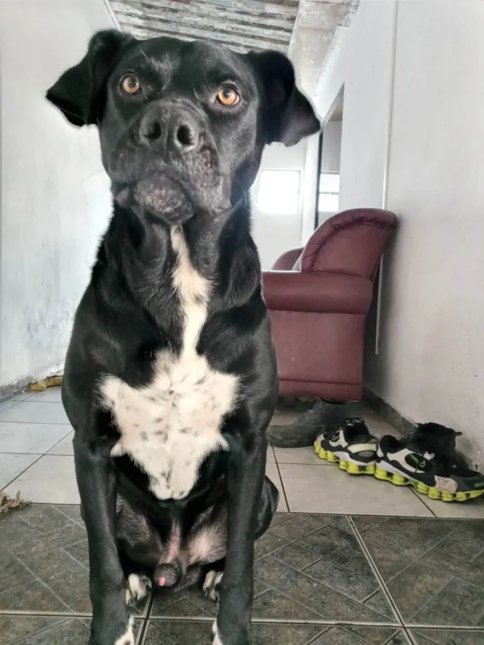 Cachorro ra a SRD-ViraLata idade 2 anos nome Não atende por nenhum nome 