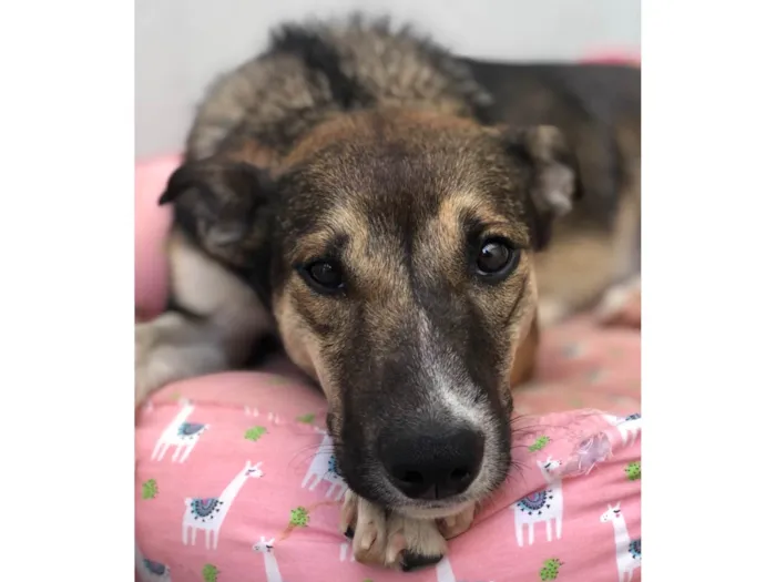 Cachorro ra a SRD-ViraLata idade 7 a 11 meses nome Aila