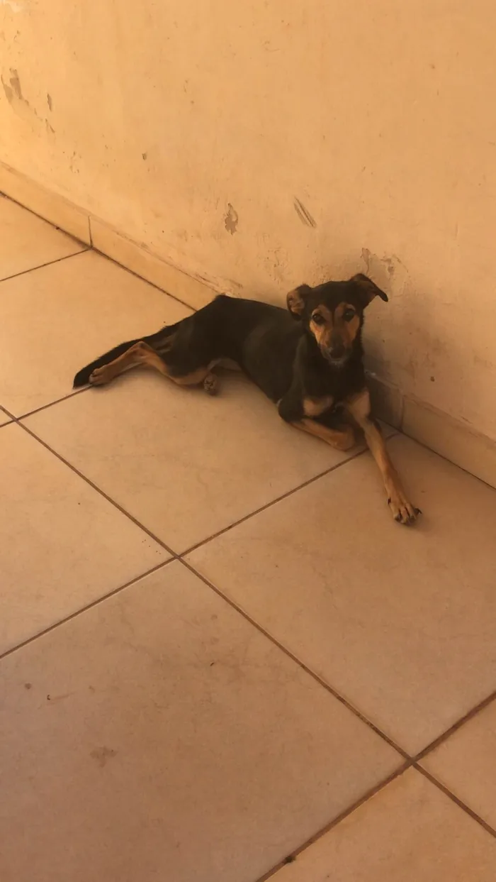 Cachorro ra a Pinther com pastor alemão  idade 2 a 6 meses nome Anabel 