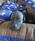 Descolado