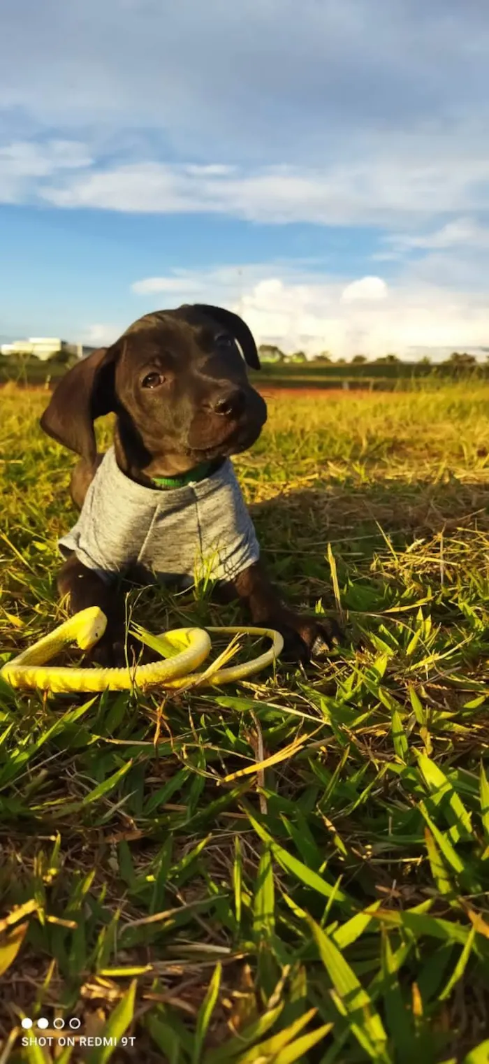 Cachorro ra a Srd idade Abaixo de 2 meses nome Descolado