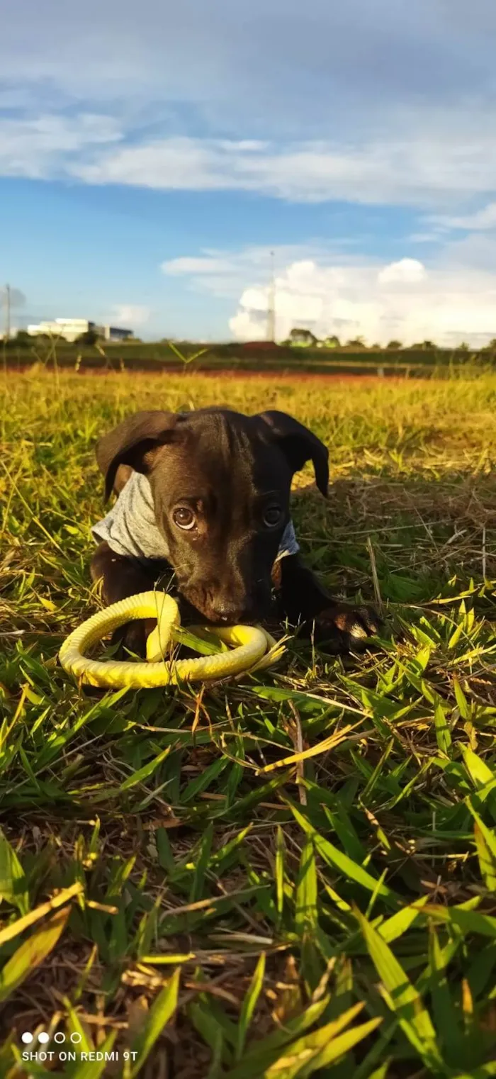 Cachorro ra a Srd idade Abaixo de 2 meses nome DARTH