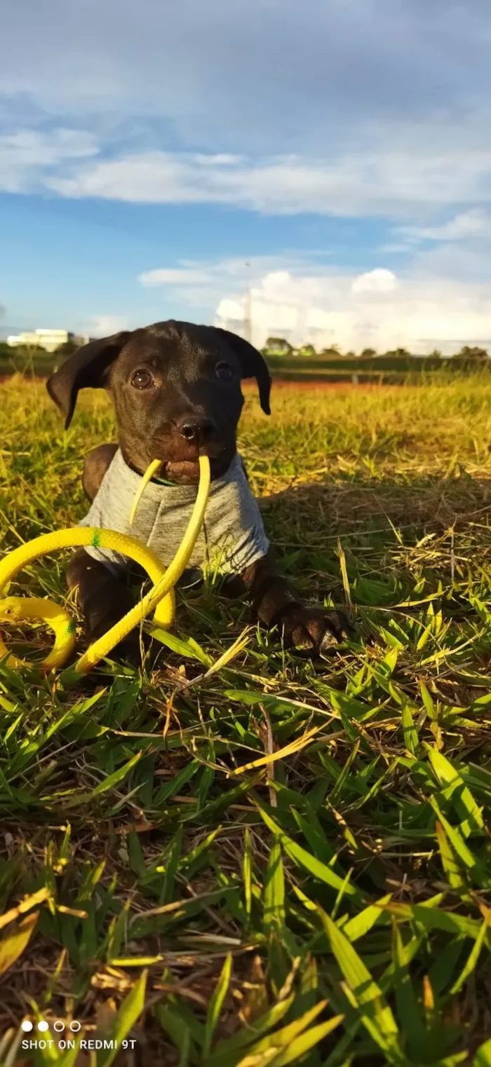 Cachorro ra a Srd idade Abaixo de 2 meses nome DARTH