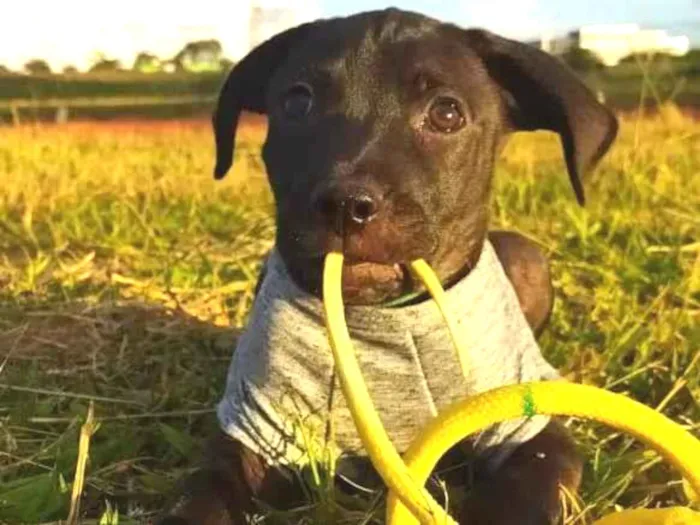 Cachorro ra a Srd idade Abaixo de 2 meses nome DARTH