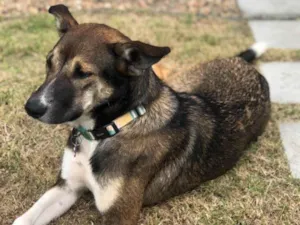 Cachorro raça SRD-ViraLata idade 7 a 11 meses nome Aila