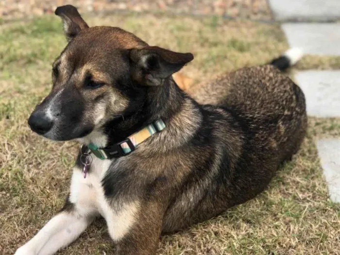 Cachorro ra a SRD-ViraLata idade 7 a 11 meses nome Aila