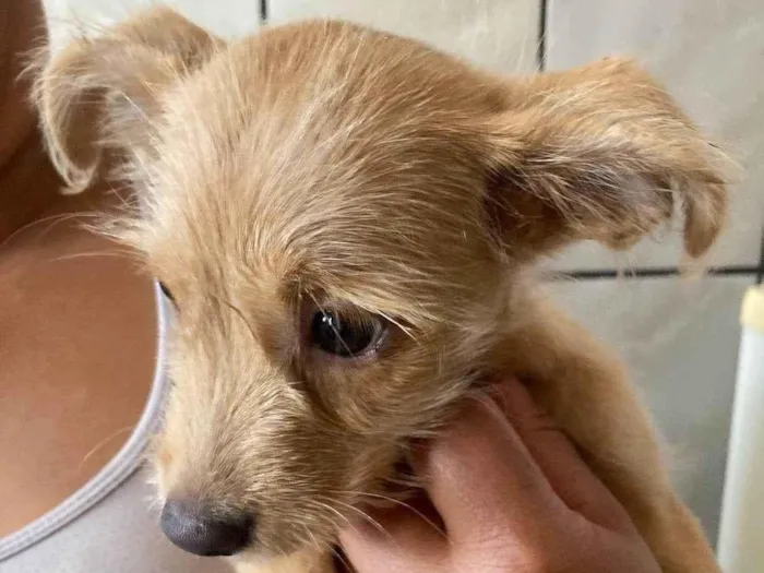 Cachorro raça SRD-ViraLata idade 2 a 6 meses nome Sol 