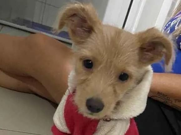 Cachorro raça SRD-ViraLata idade 2 a 6 meses nome Sol 