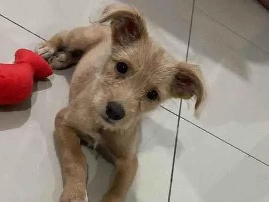 Cachorro raça SRD-ViraLata idade 2 a 6 meses nome Sol 