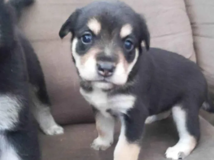 Filhotes com 90 dias,  mediante aprovação do formulário de selecao de adotante.