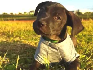 Cachorro raça Srd idade Abaixo de 2 meses nome Descolado