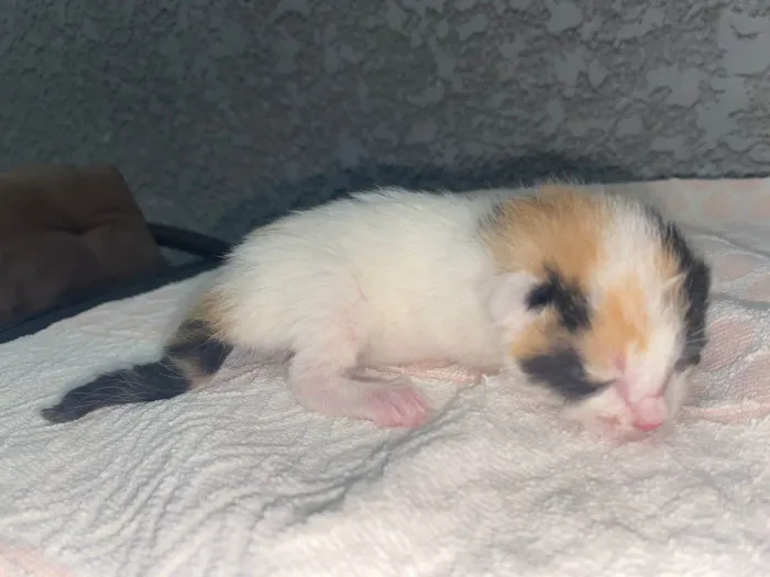 Gato ra a Srd idade Abaixo de 2 meses nome Sem nomes