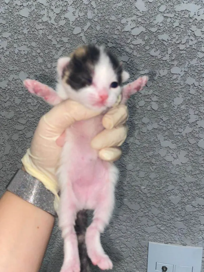 Gato ra a Srd idade Abaixo de 2 meses nome Sem nomes