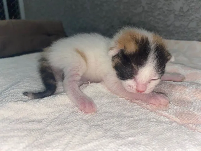 Gato ra a Srd idade Abaixo de 2 meses nome Sem nomes