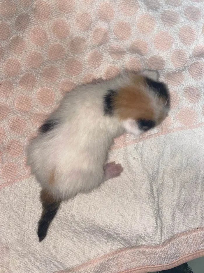 Gato ra a Srd idade Abaixo de 2 meses nome Sem nomes