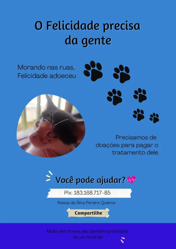 Gato ra a Sem raça  idade 2 a 6 meses nome Felicidade 