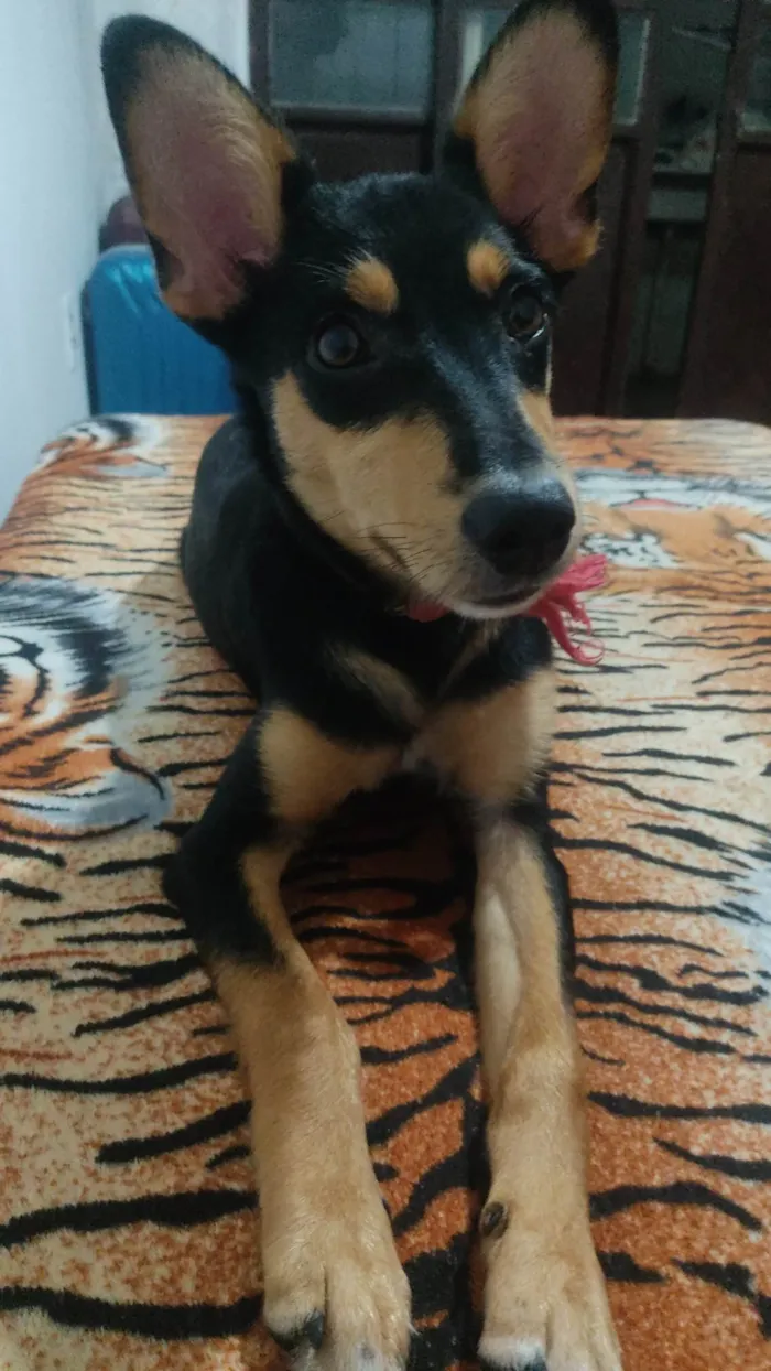 Cachorro ra a SRD-ViraLata idade 2 a 6 meses nome Chewie