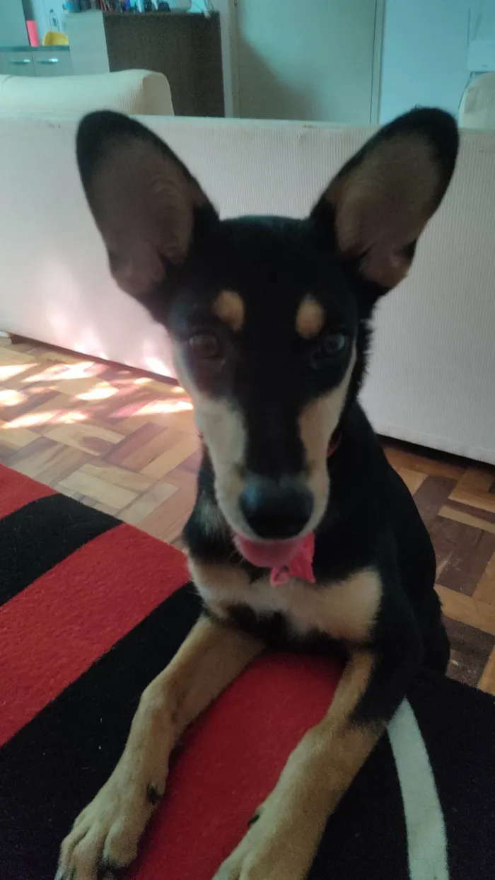 Cachorro ra a SRD-ViraLata idade 2 a 6 meses nome Chewie