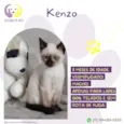 Gato raça SRD-ViraLata idade 2 a 6 meses nome Kenzo