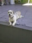 Simba